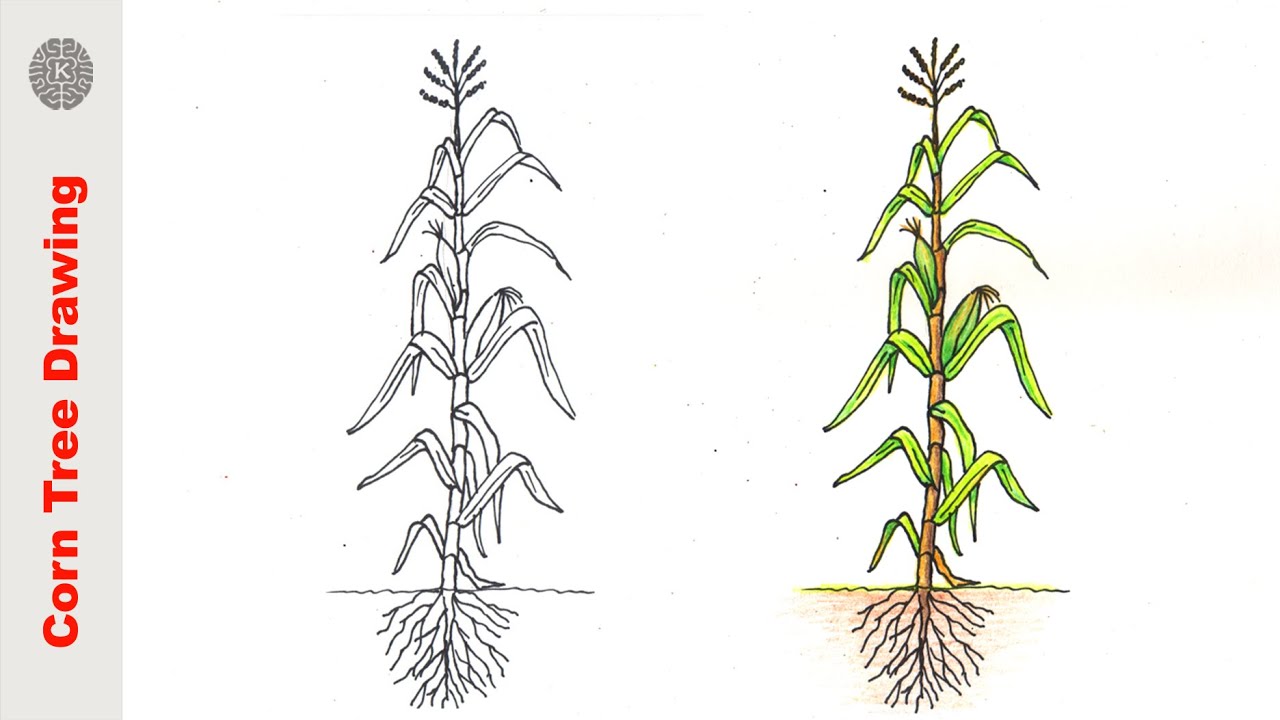 How to Draw corn tree | corn tree Drawing Easy Step by Step | Draw step by step