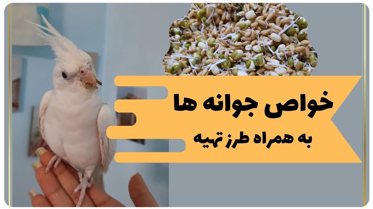 جوانه ها برای طوطیسانان:فواید جوانه ها برای عروس هلندی و طوطی ها به همراه نحوه درست کردن انواع جوانه