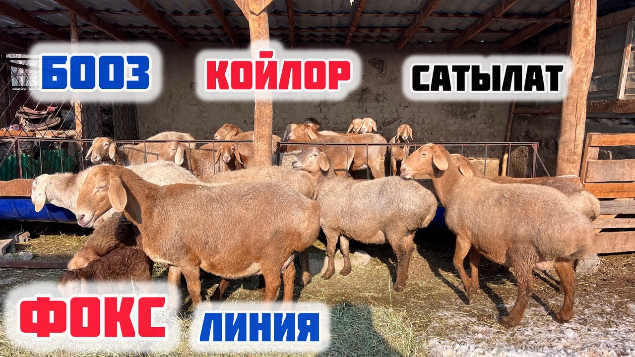 БООЗ койлор, СУЛУУ токтулар сатылат. ГРУЗИН, ФОКС линия