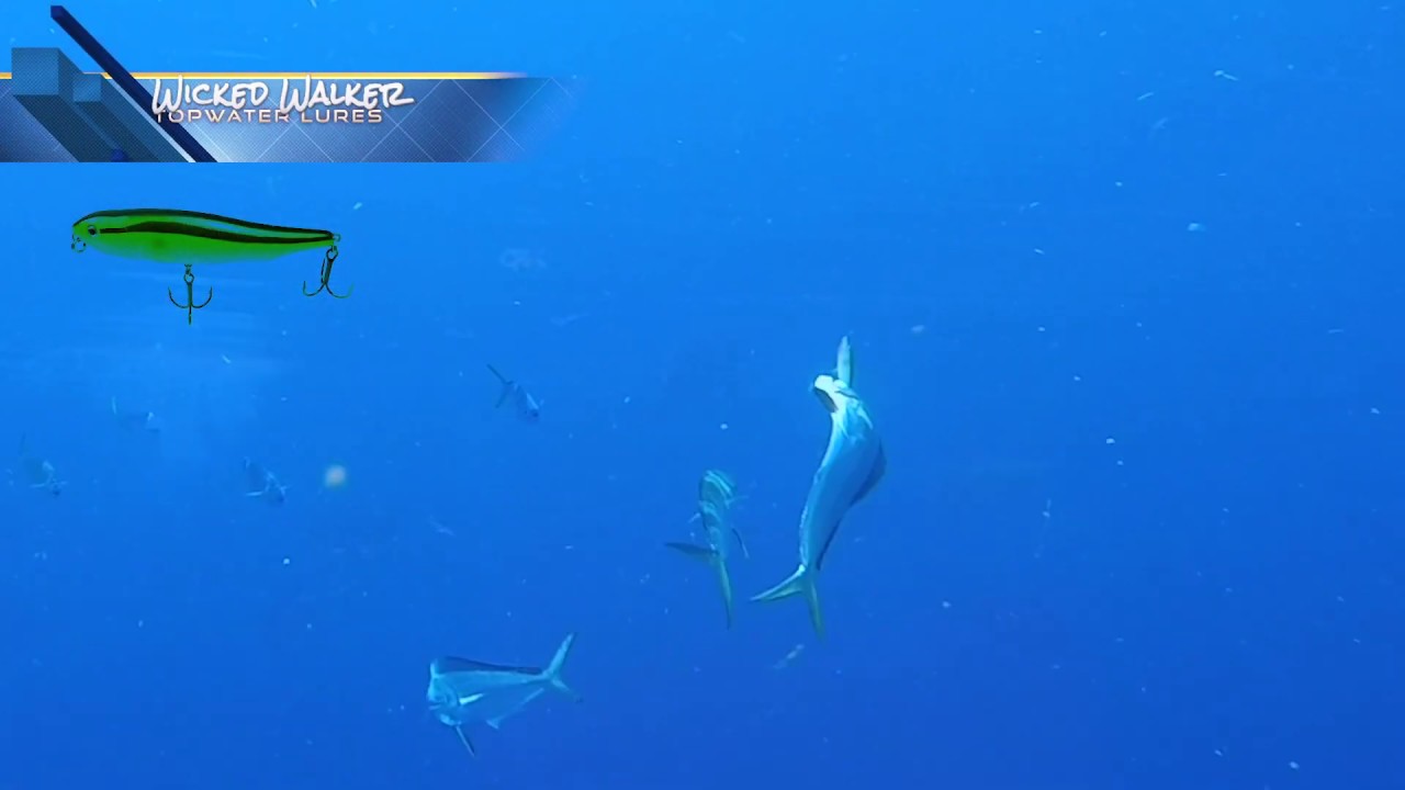 Mahi-Mahi CRUSHING Wicked Walker Topwater Lures with EXPLOSIVE surface strikes fishing light tackle!