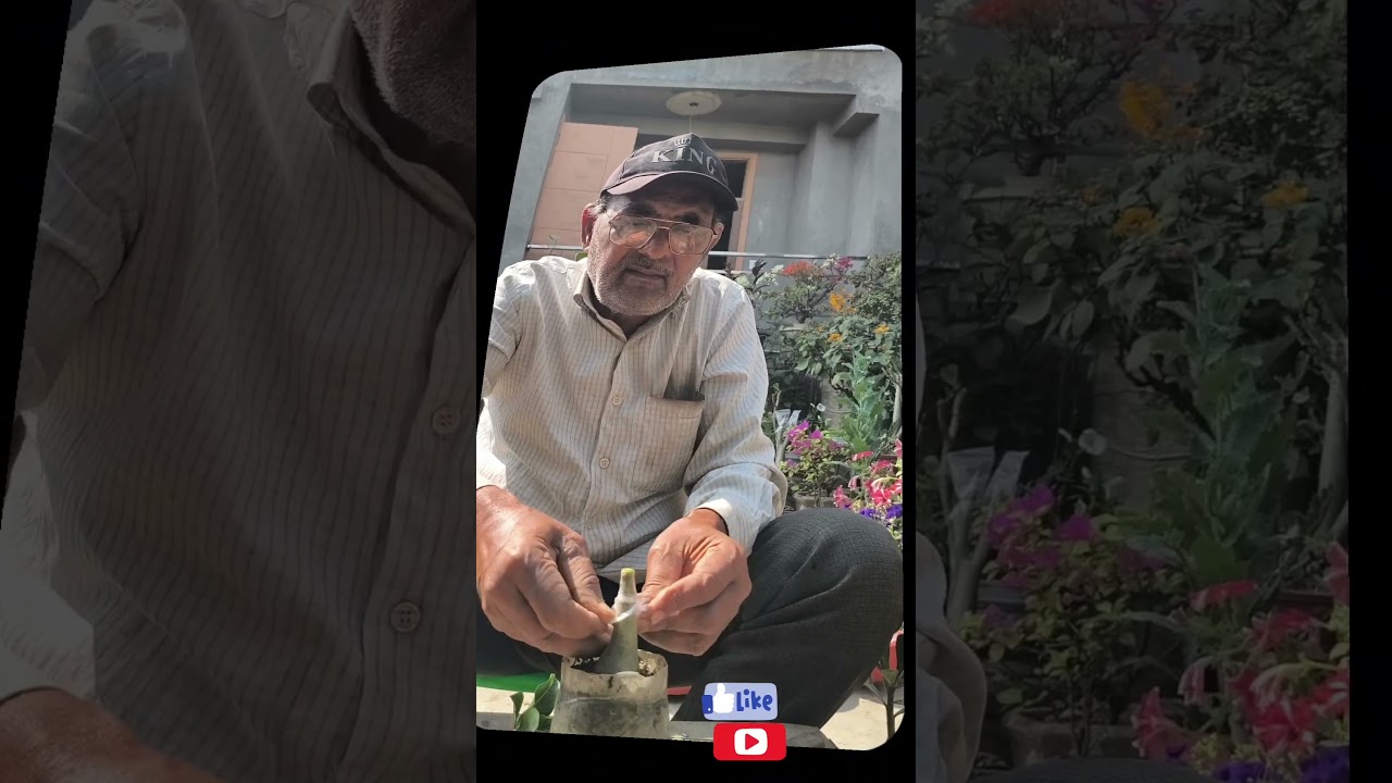 adenium grafting #shorts