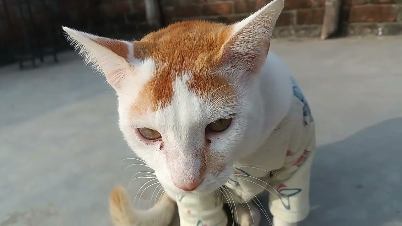 মাসাআল্লাহ হালুম সোনা 💕