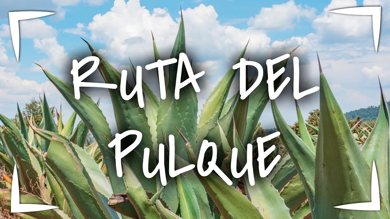 RUTA DEL PULQUE ► Visitamos el Rancho Pulquero  San Isidro ❓6 COSAS que no SABIAS DEL PULQUE