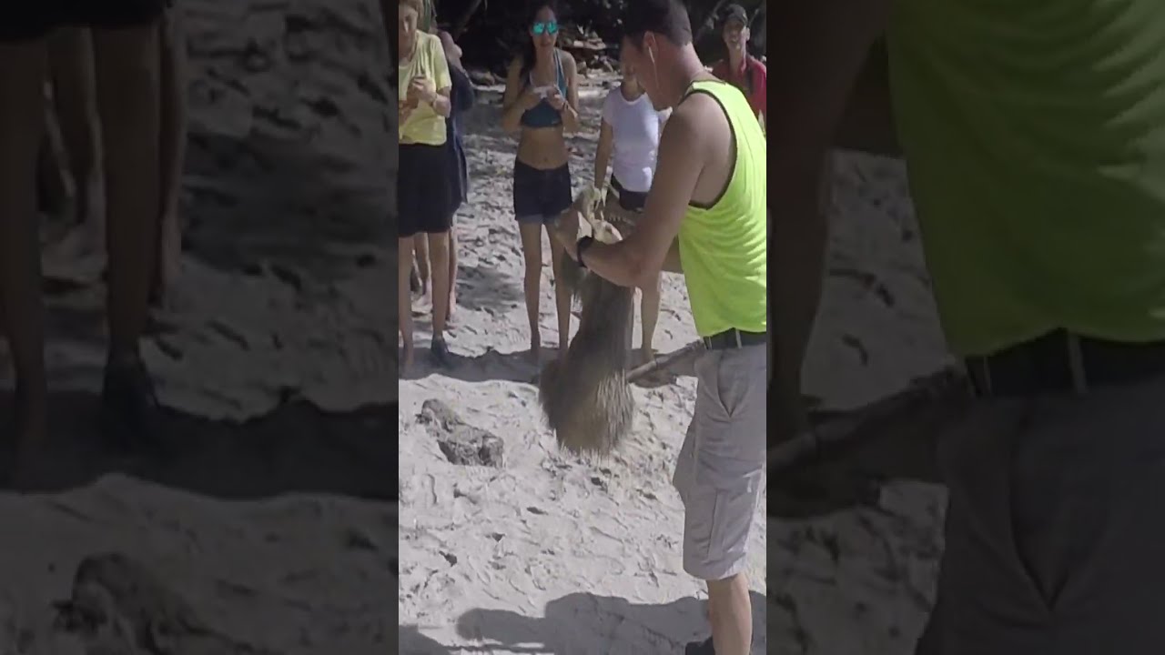 SLOTH ATTACKS and BITES MAN! IN COSTA RICA &iexcl;EL PEREZOSO ATACA Y MUERDE AL HOMBRE!