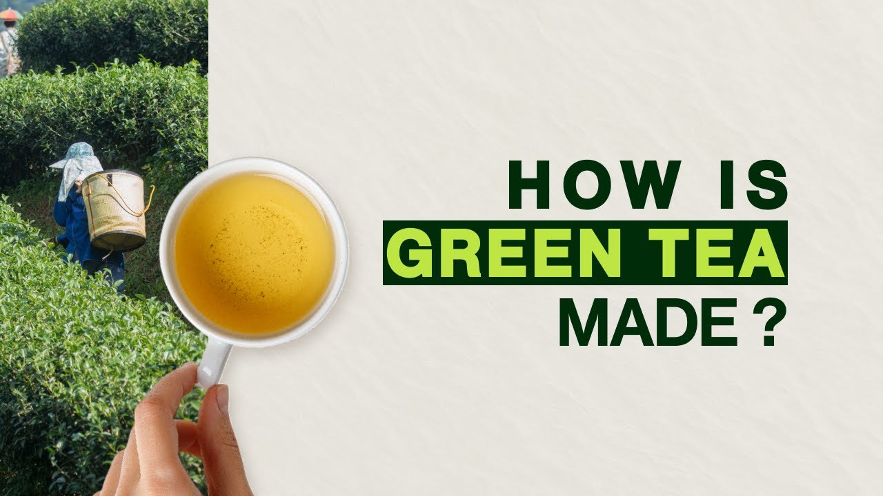 How Green Tea is Made - Green Tea Processing and Cultivation