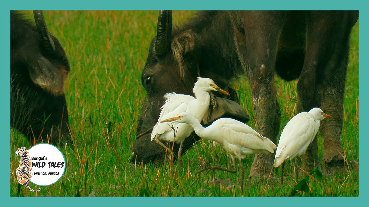 Char Kukri Mukri (Part-1: Mudflat) || চর কুকরি মুকরি (পর্ব -১ঃ কাদা ভূমি)