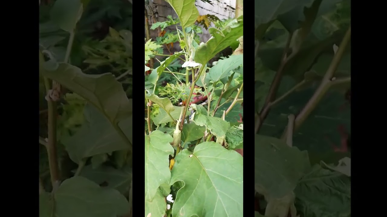 MY LOVELY ORGANIC EGGPLANT#short