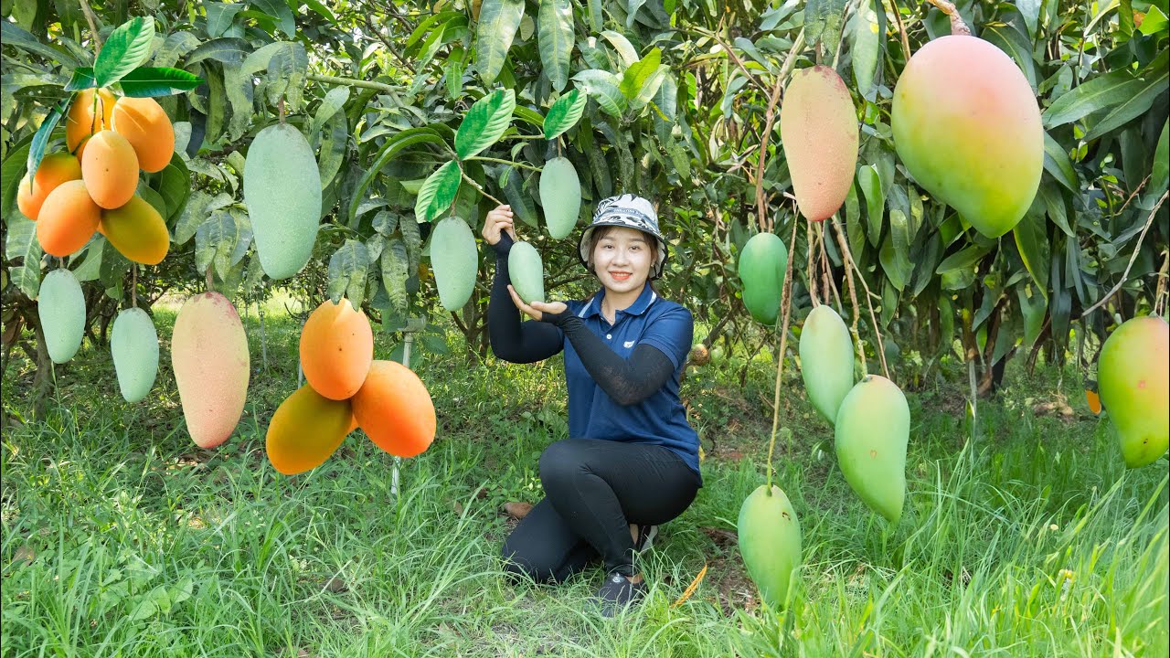 Harvesting Mango to Sell at the Market– How to Make Sweet and Sour Pickled Mango |Lucia's Daily Life