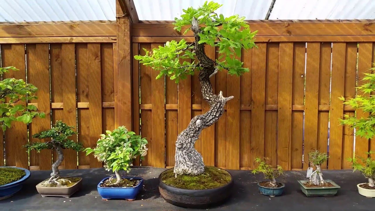 W ogrodzie bonsai p. Marka Gajdy