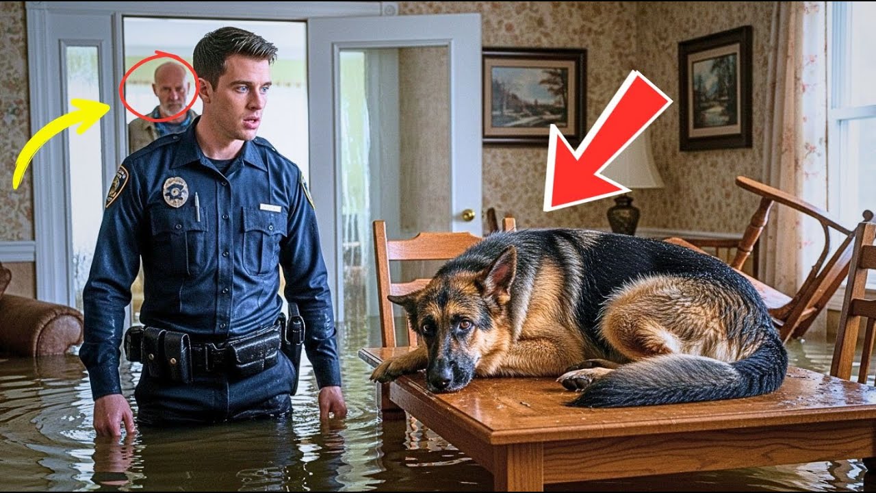 Officer Froze When He Found a K9 Abandoned Alone in the Flood… What He Did Next Changed Everything