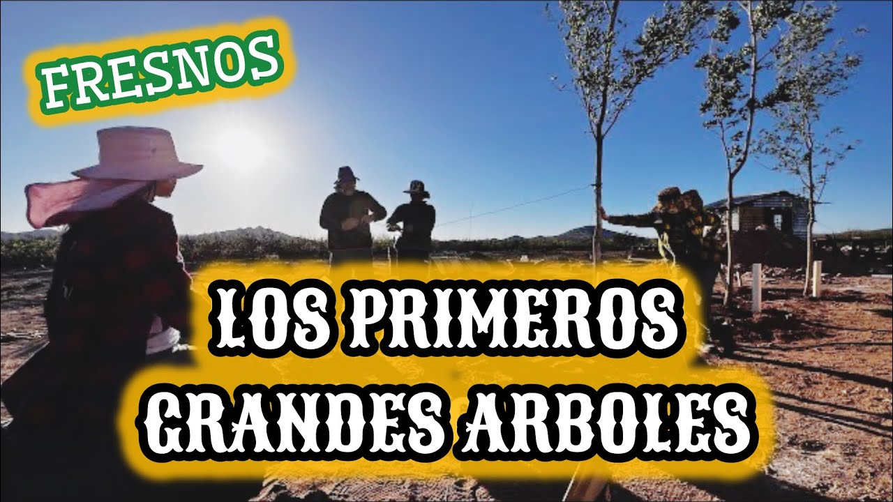 59~🌵TRASPLANTAMOS GRANDES FRESNOS DE 3 METROS~TECNICA DE TUBO PARA RIEGO💧 EL MARRAZO DEL VIEJITO🔥
