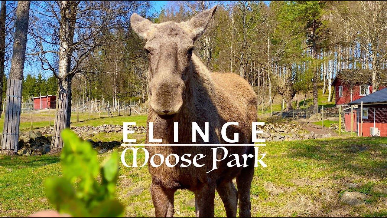 Elinge Älgpark Moose Park - Hamneda, Sweden - 4K  #moose #park #sweden #älgpark