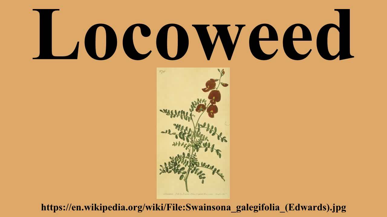 Locoweed