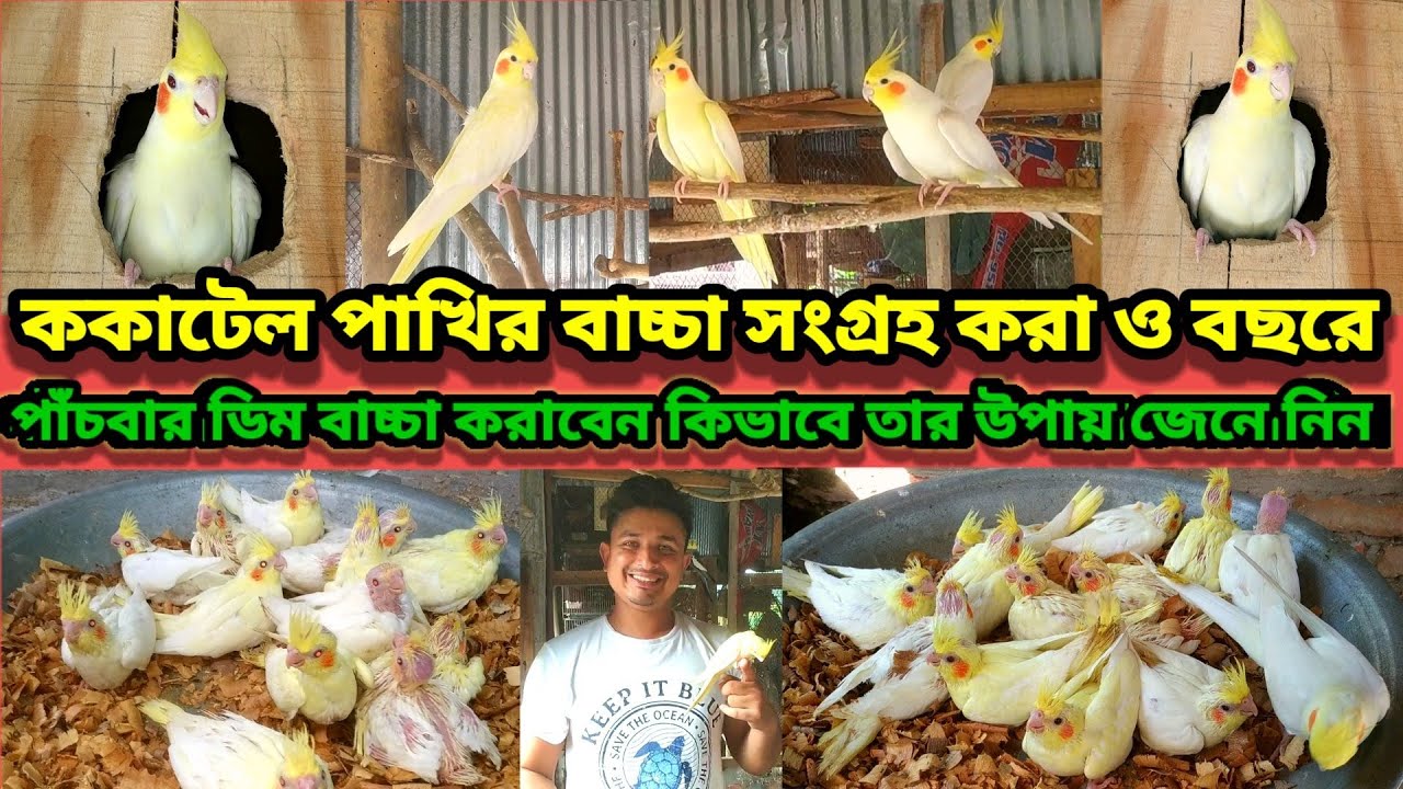 ককাটেল পাখির | বাচ্চা সংগ্রহ ও ৫বার বাচ্চা পাওয়া উপায় | cockatiel breeding video | Birds of village