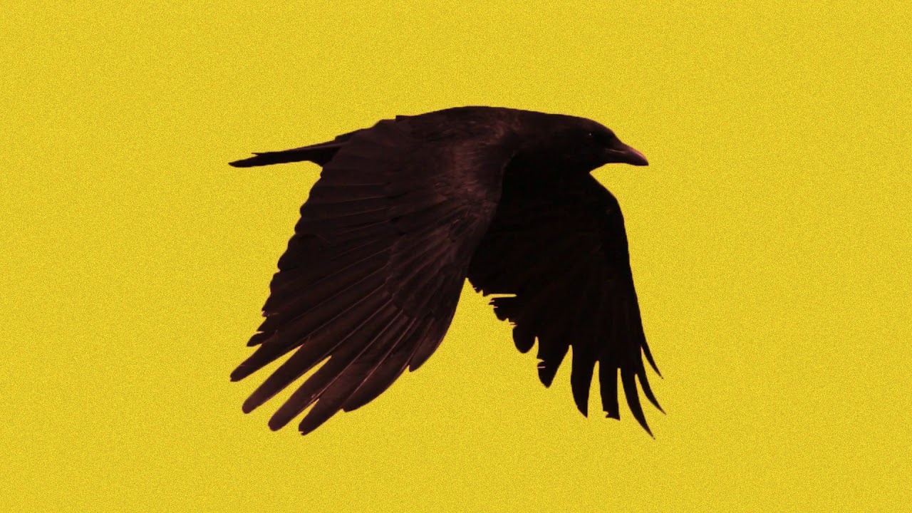 "Black Bird" - Rap Freestyle Beat | Japanese Underground Boom Bap Beat | Hip Hop Instrumental  Nxnja