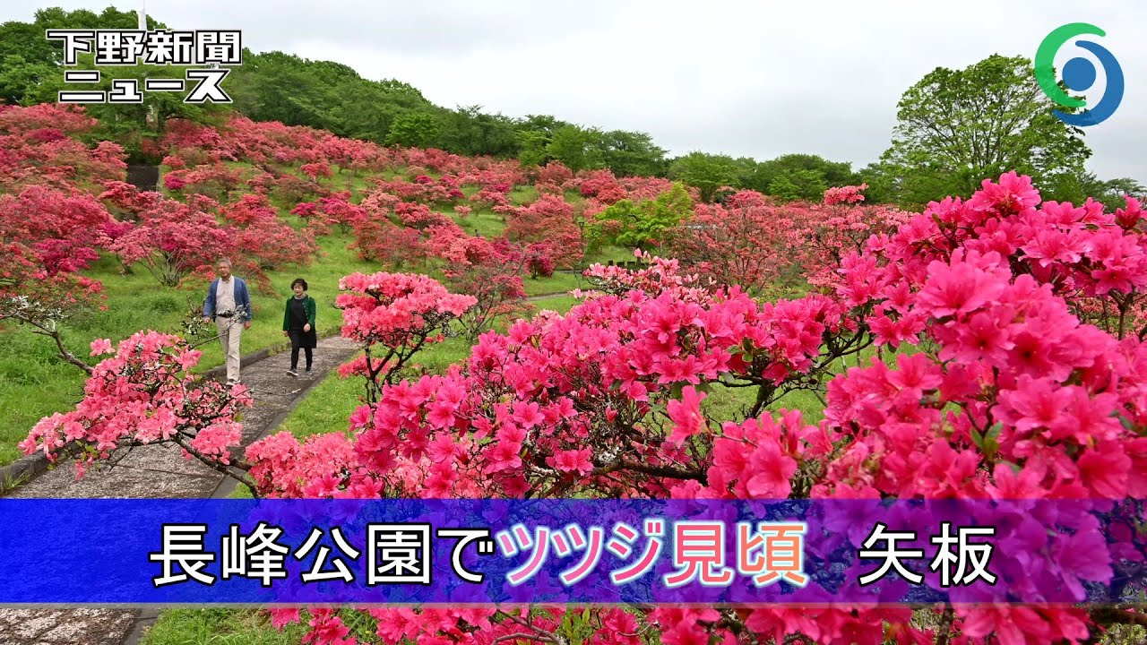 長峰公園でツツジ見頃 矢板