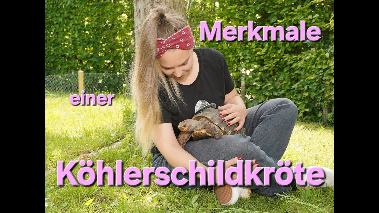 Merkmale einer Köhlerschildkröte