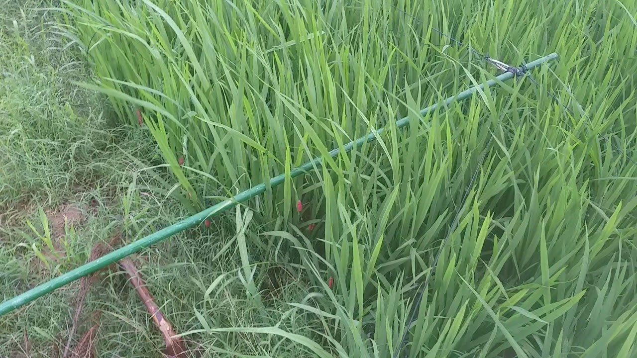 cần tìm mua lưới úp cò(5)