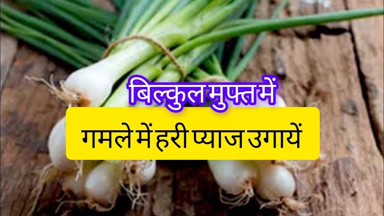 How to grow green onion at home easily saga piyaz #greenonion #haripiyaz