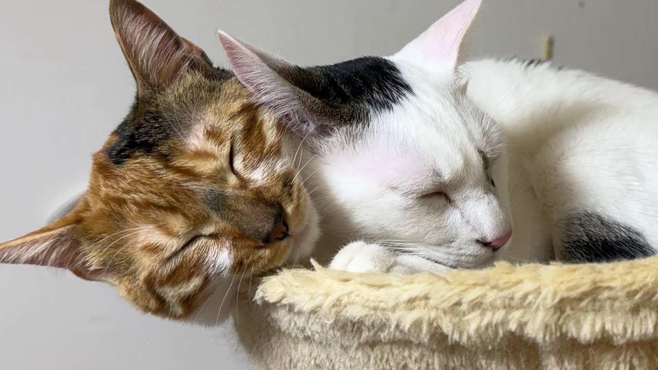 生後301日子猫とみんなとアモの1時間のしんや