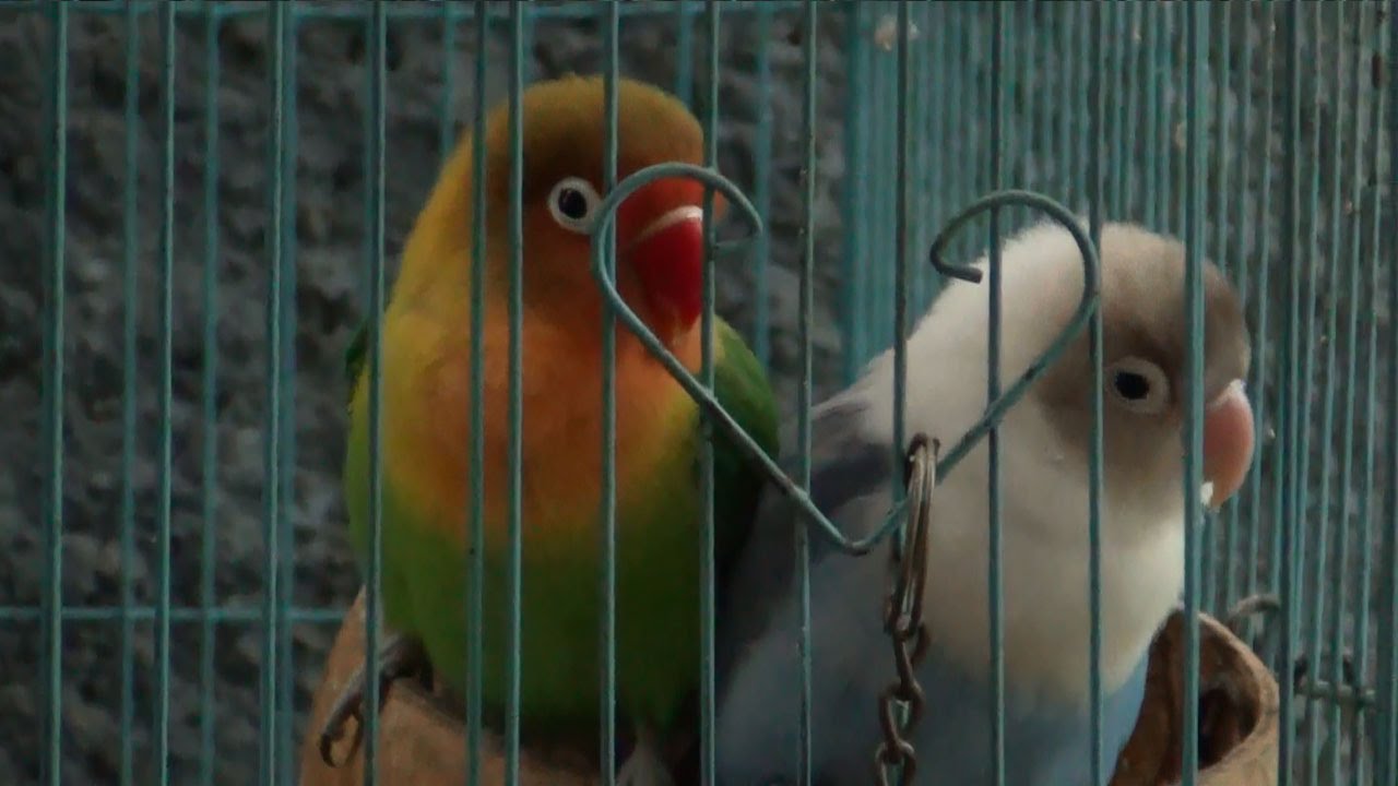 Sounds of Lovebird 1 Hour Live Recording V.2