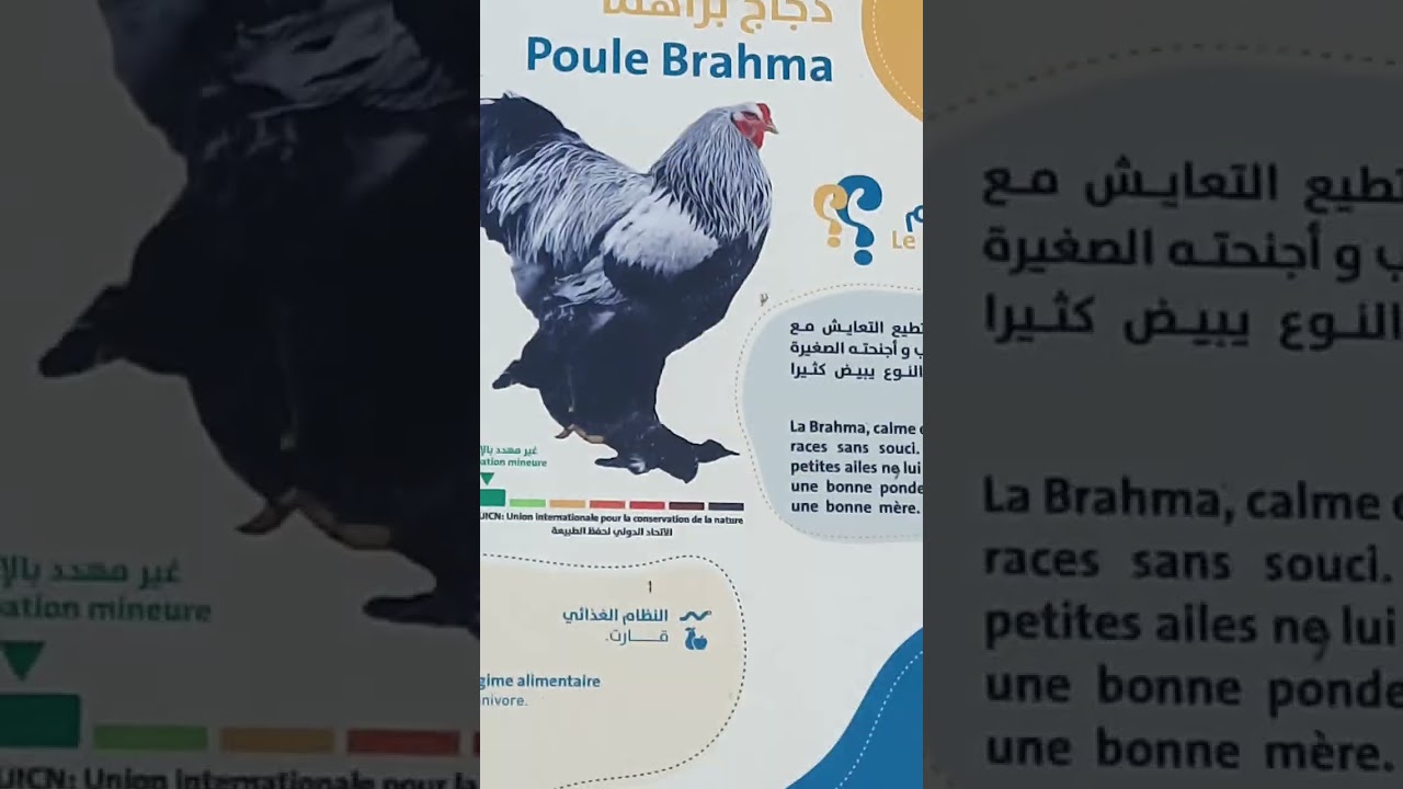 طيور.بي.انواع