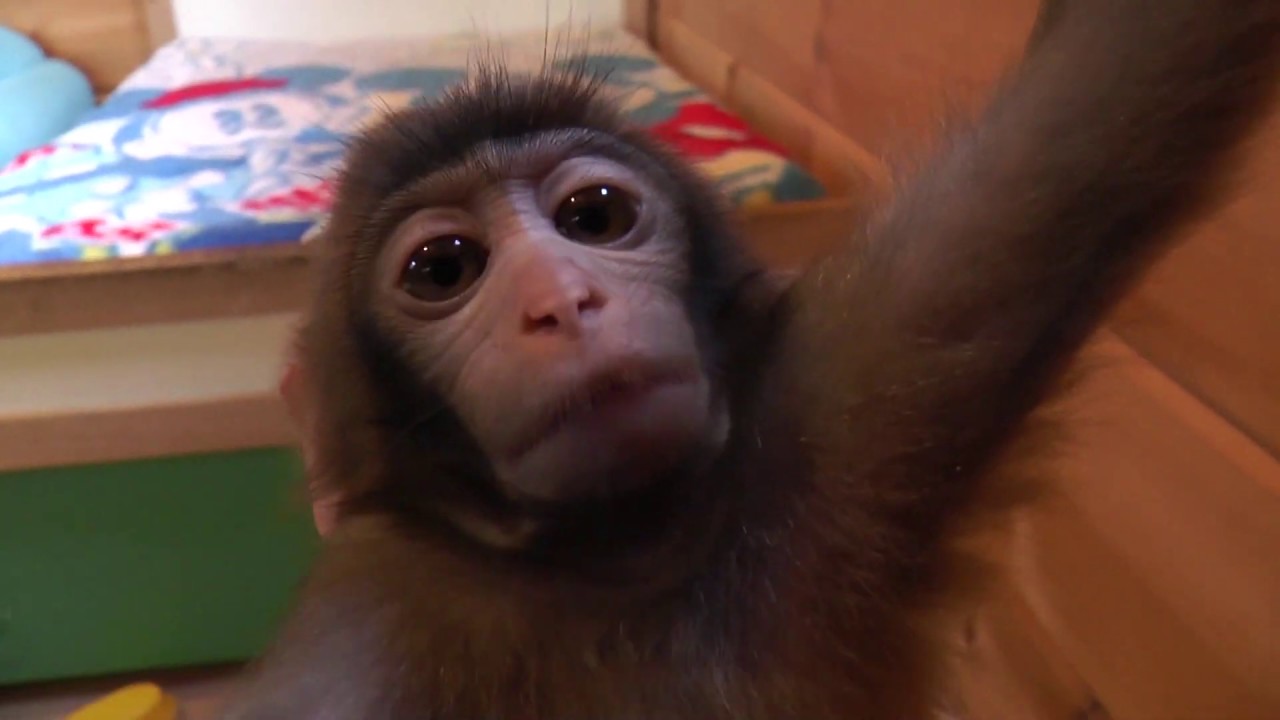 さる軍団にやって来た赤ちゃんたちBaby monkeys have come!