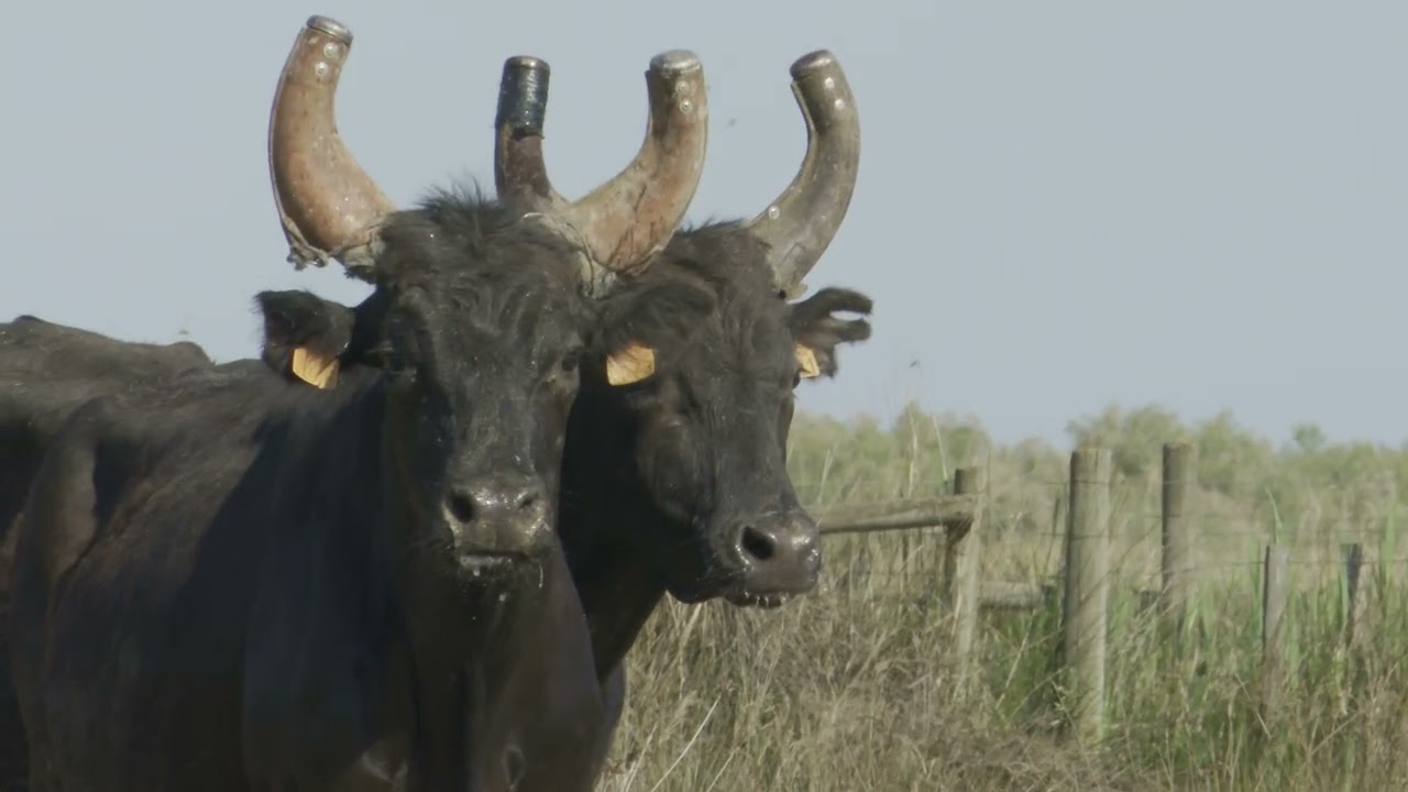 Aigues Mortes 2025 - Journée du 8 mai