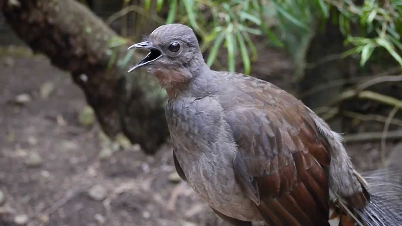 Lyrebird says: 