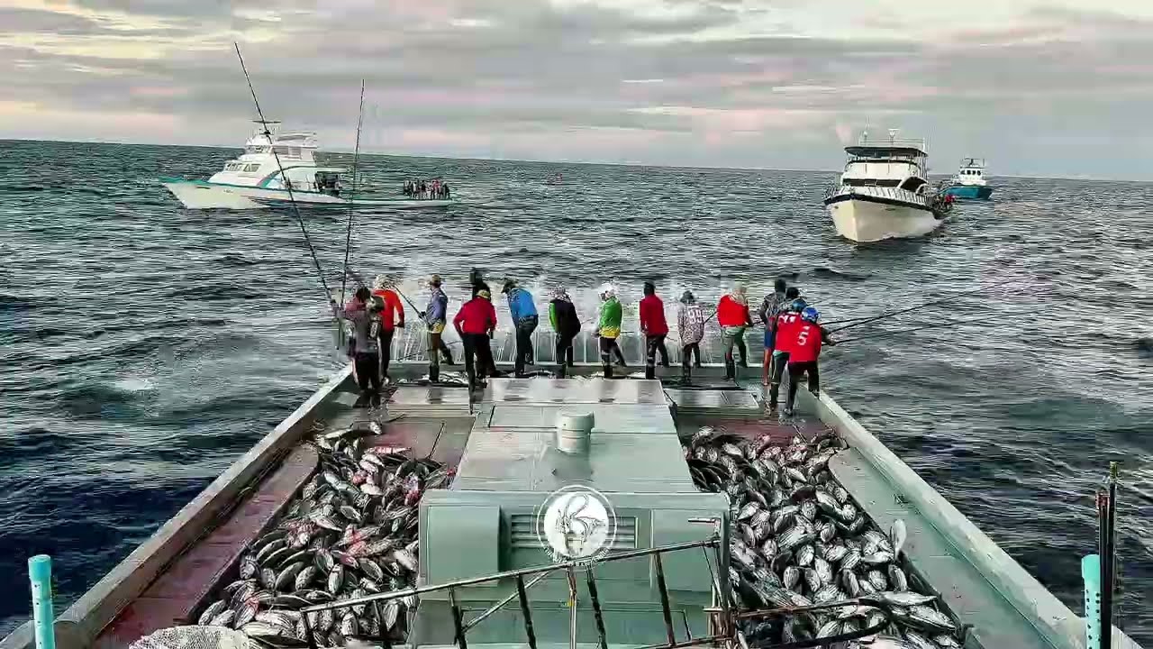Catching skipjack tuna before sunrise 🎣