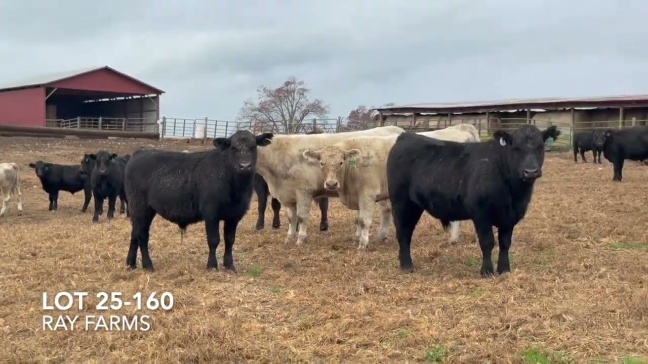 Lower Middle Tennesse Cattle Auction - UPI Columbia, TN - Friday, Dec 5th, 2025 - 9 a.m.  CST