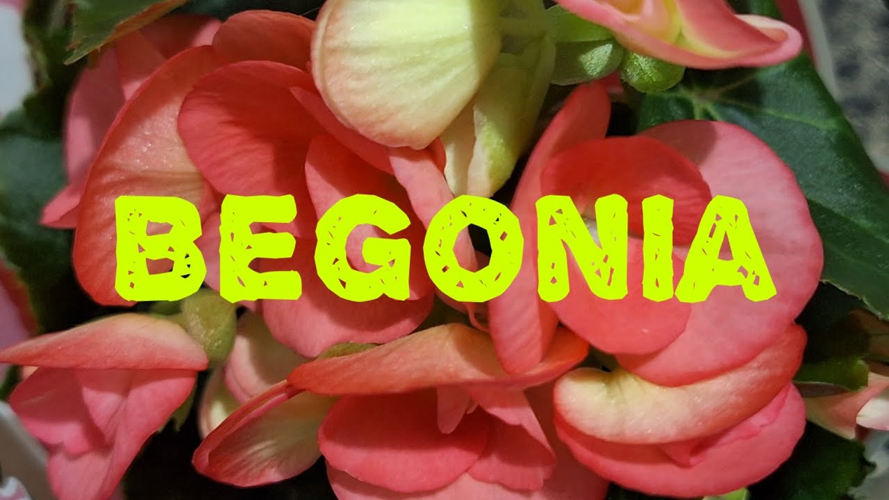 Begonia...rinvaso...