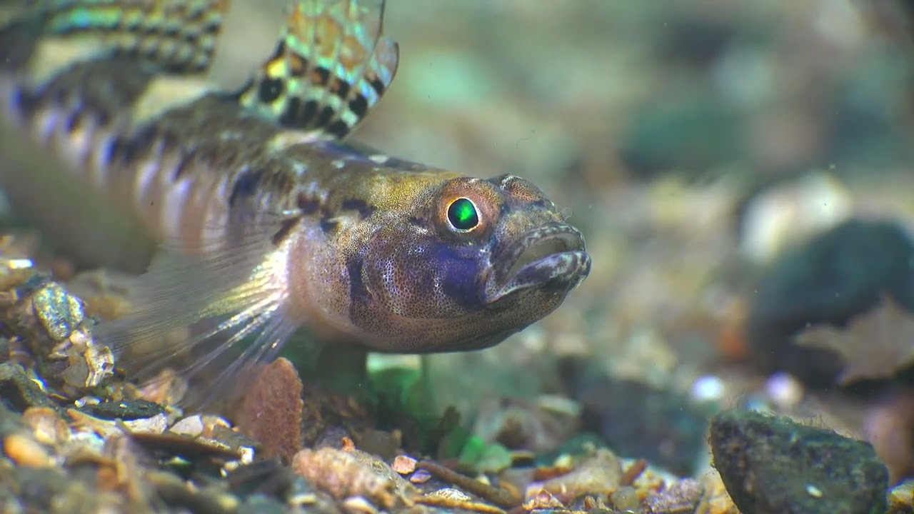 Hidden Helford: Life beneath the waves Part 2: Small Benthic Fish (fish that live on the seabed)