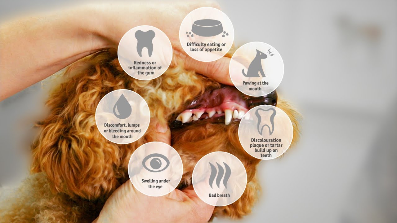 Greencross Vets  - What is your pet's breath telling you?