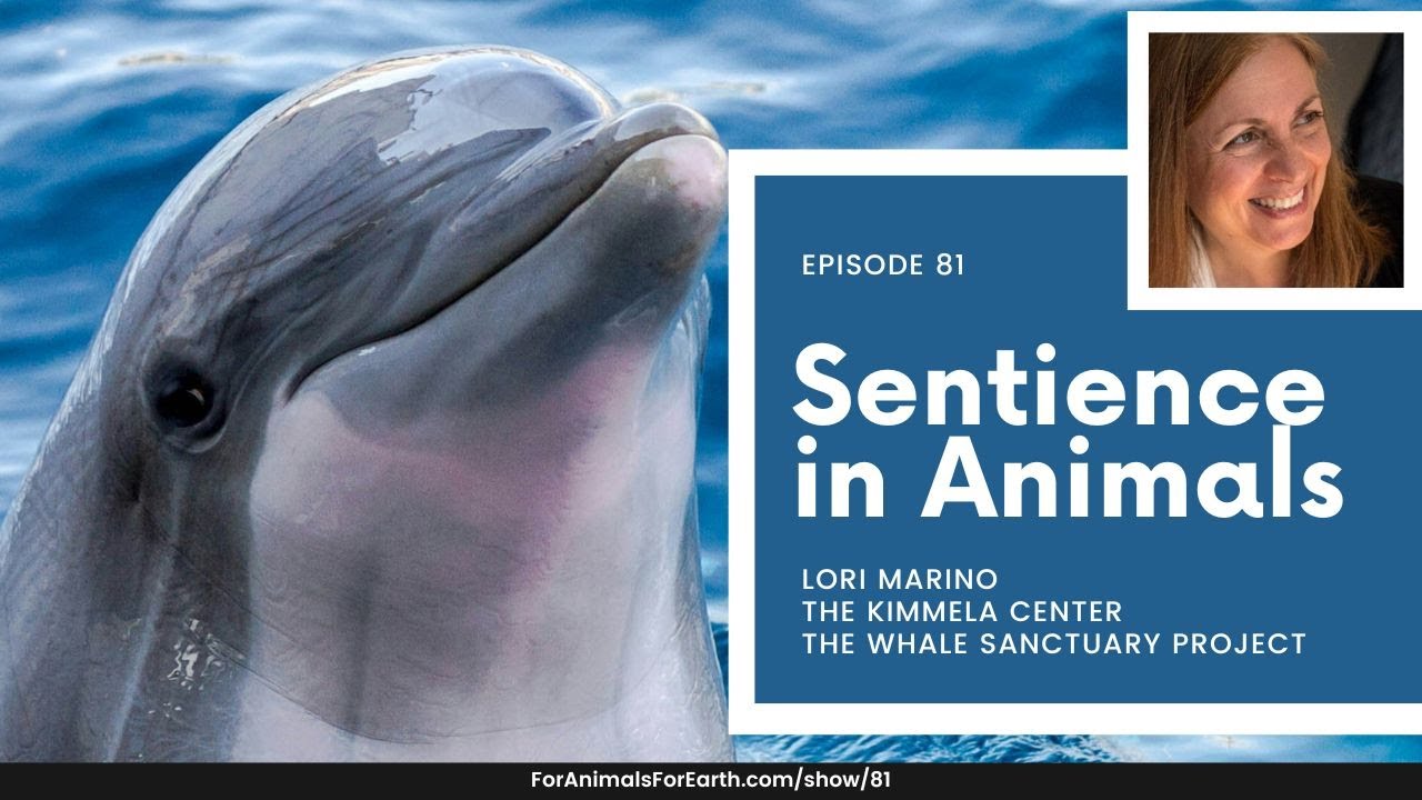 The Shocking Truth About Animal Sentience with Dr. Lori Marino