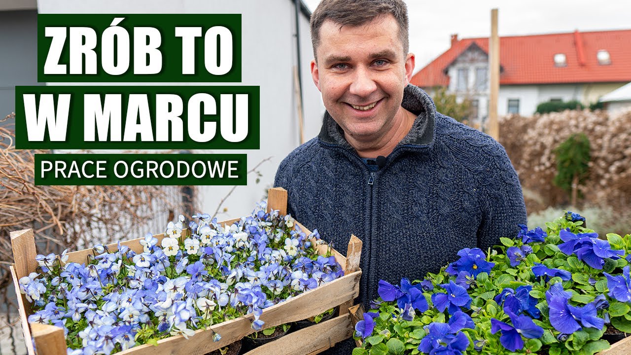 Marzec w ogrodzie. Jakie prace można wykonać w marcu w ogrodzie. Kiedy podcinać róże