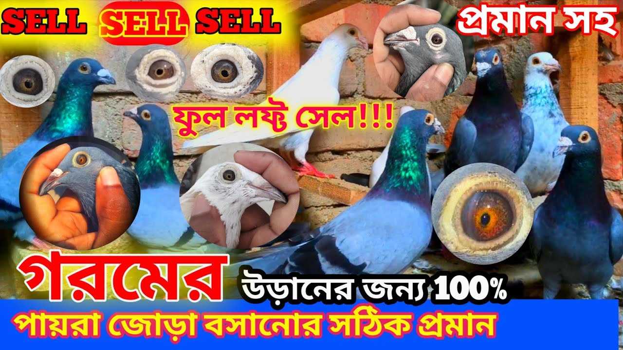 গ্যারান্টি 100% উড়ানের জন্য জোড়া বসানোর সঠিক পদ্ধতি প্রমান সহ | সাথে 7hrs+ উড়ান #sonaipigeonsvlogs 