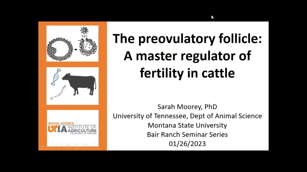 Dr. Sarah Moorey: The Preovulatory Follicle: A master regulator of fertility in cattle.