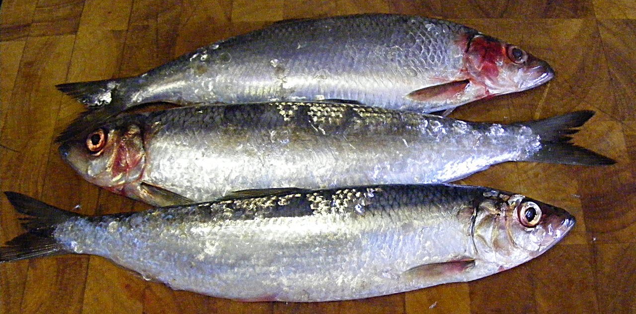 HERRINGS,(Those Silver Darlings)How to prepare and cook herrings,with a mustard and oat meal crust.