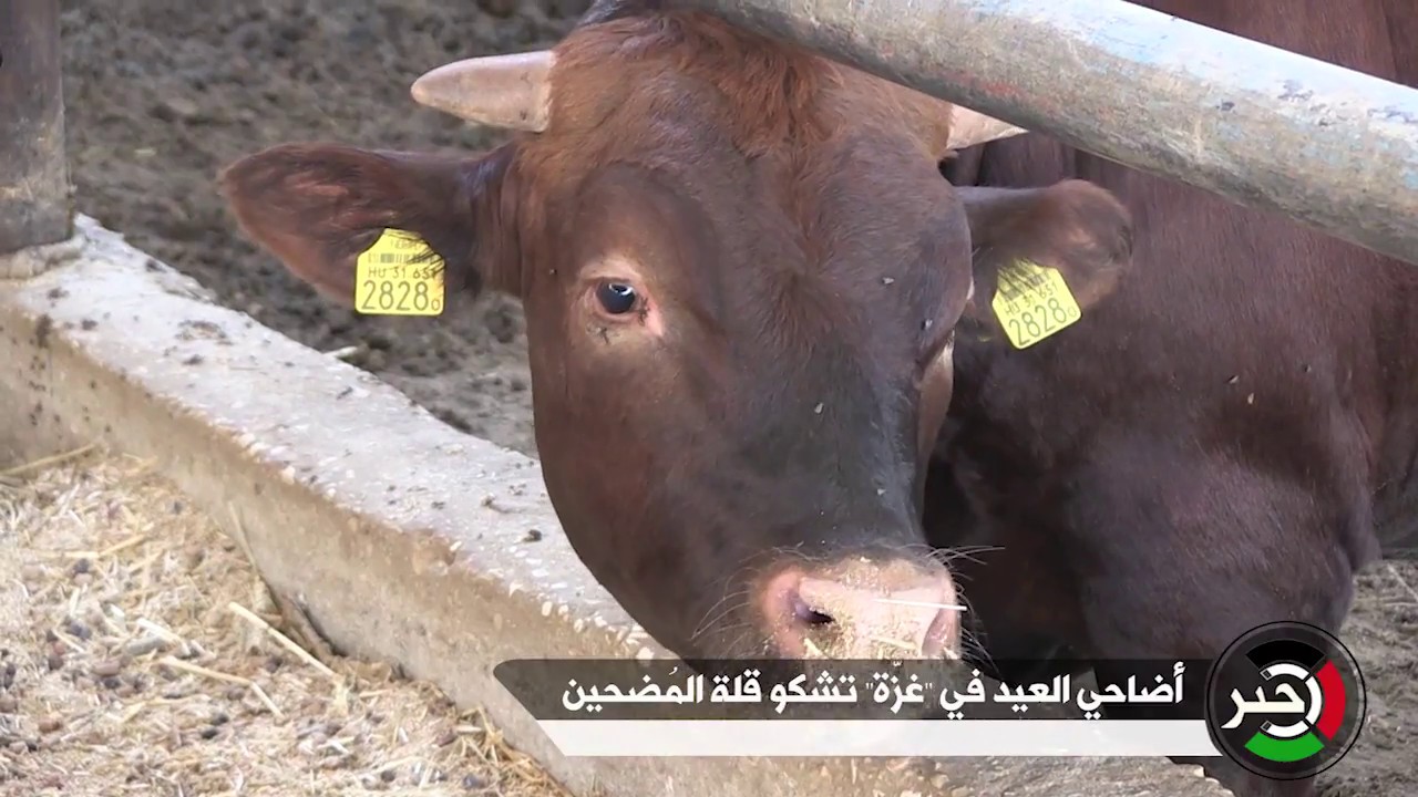 أضاحي العيد في غزّة  تشكو قلة المُضحين