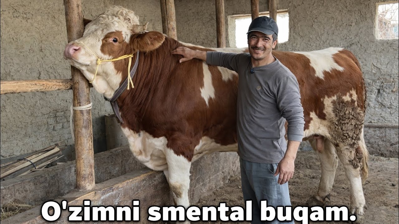 Ozimni smental buqamni sotaman✅✅✅😱😱😱😱🔥🔥🔥👍👍👍🤝🤝🤝💯💯💯