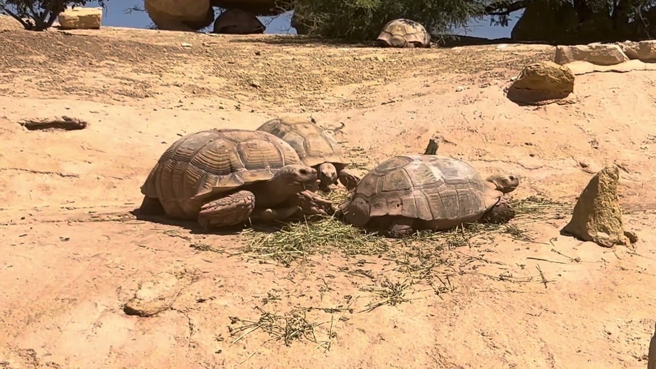 Ricki’s visit to Crocoparc Agadir: Amazing Animals & Relaxing Day Trip [🇲🇦]