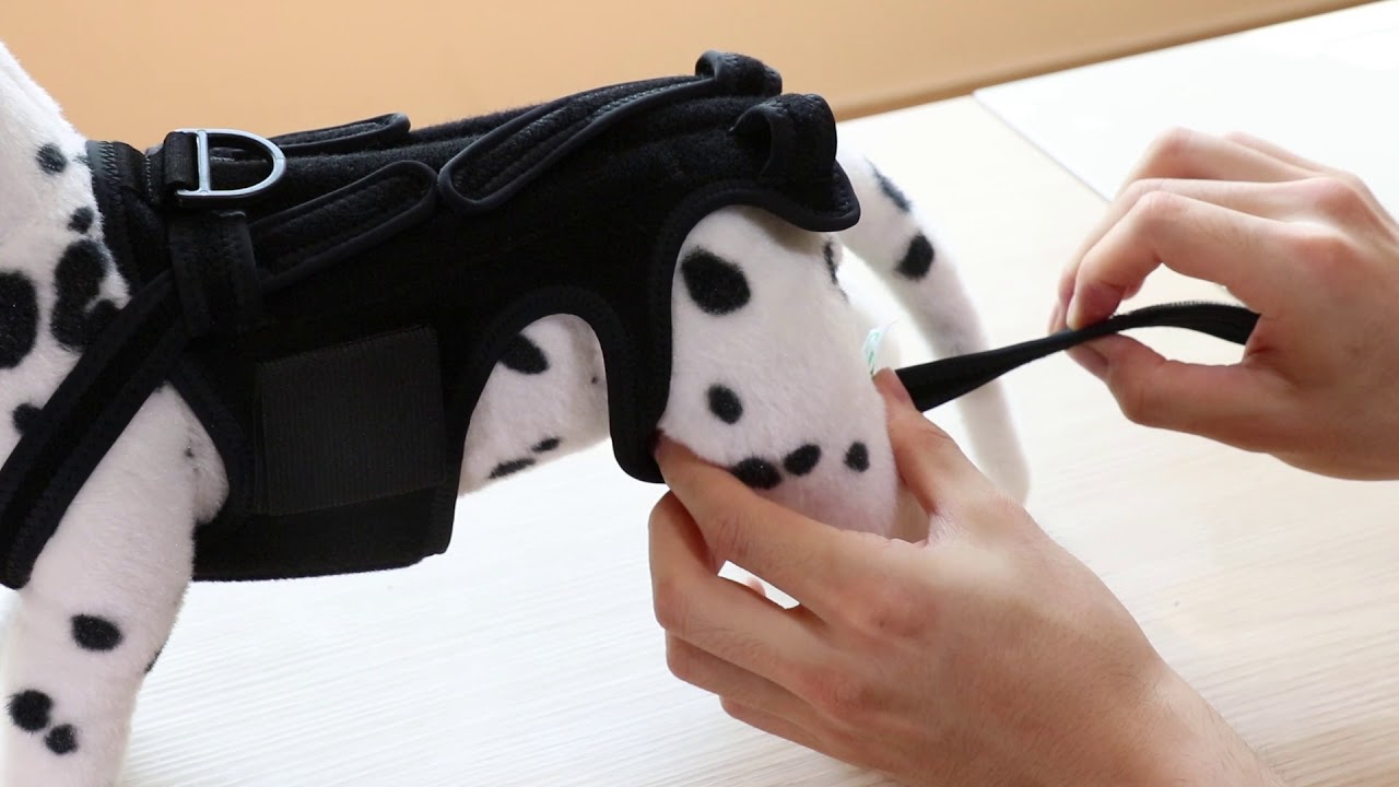 펫츠오앤피 척추보조기 착용 영상입니다.