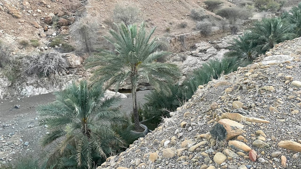 عناية أهالي حنصي من ولاية صحار لزراعة النخيل بالرغم من خشونة الأرض وضيق المساحة، وجرف الوادي.