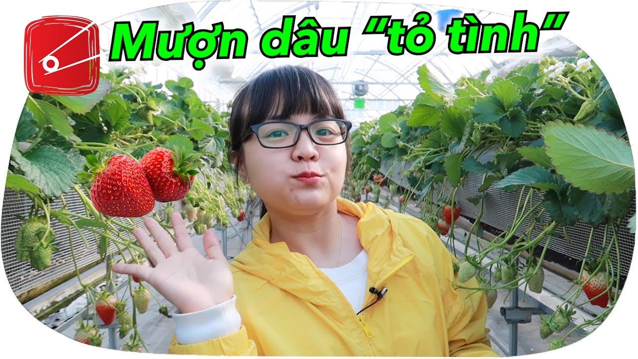 Japan Vlog 15: Ăn dâu tây ngay trên cây | Hái dâu 