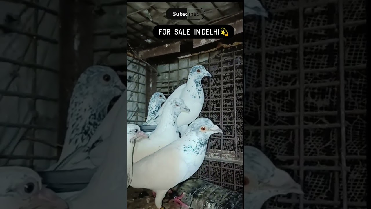 Kabootar for sale full surah madrasi #kabutarbazi #pigeonlover #delhi #pigeonsale