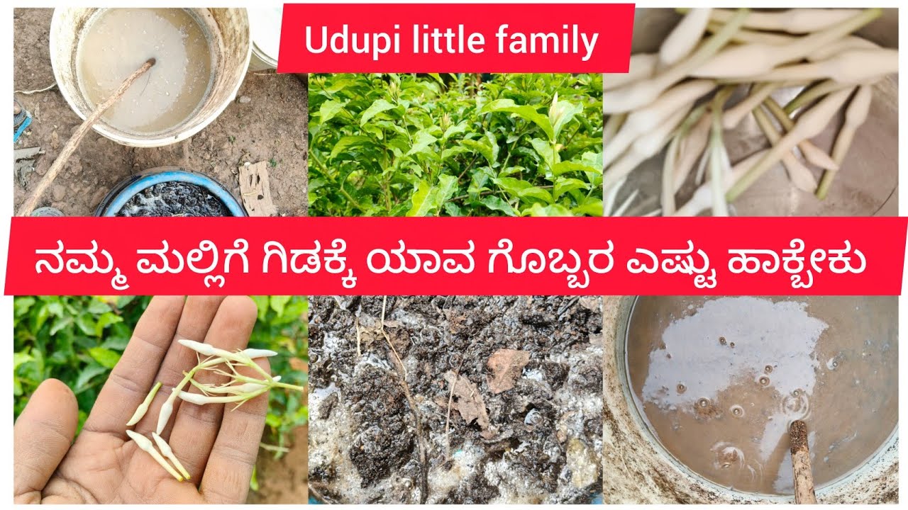 ನಮ್ಮ ಮಲ್ಲಿಗೆ ಗಿಡಕ್ಕೆ ಯಾವ ಗೊಬ್ಬರ ಎಷ್ಟು ಹಾಕ್ಬೇಕು!