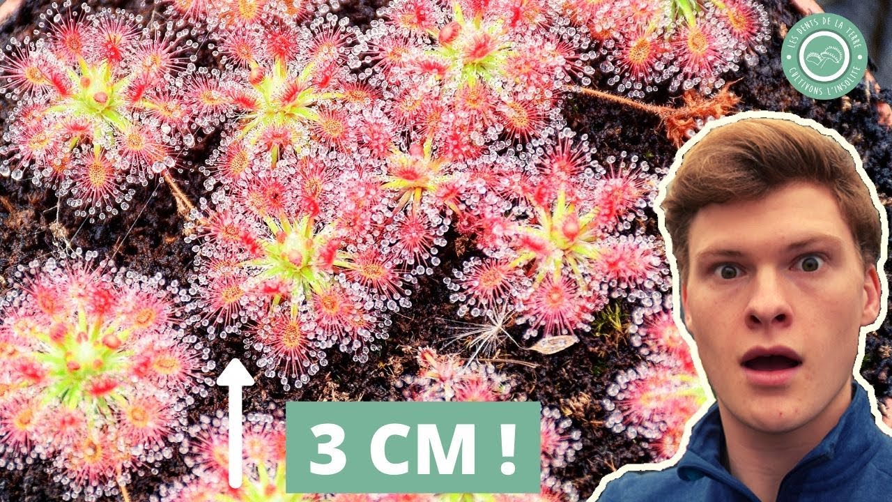 Les Insectes devraient craindre cette minuscule Plante Carnivore ! 🔎