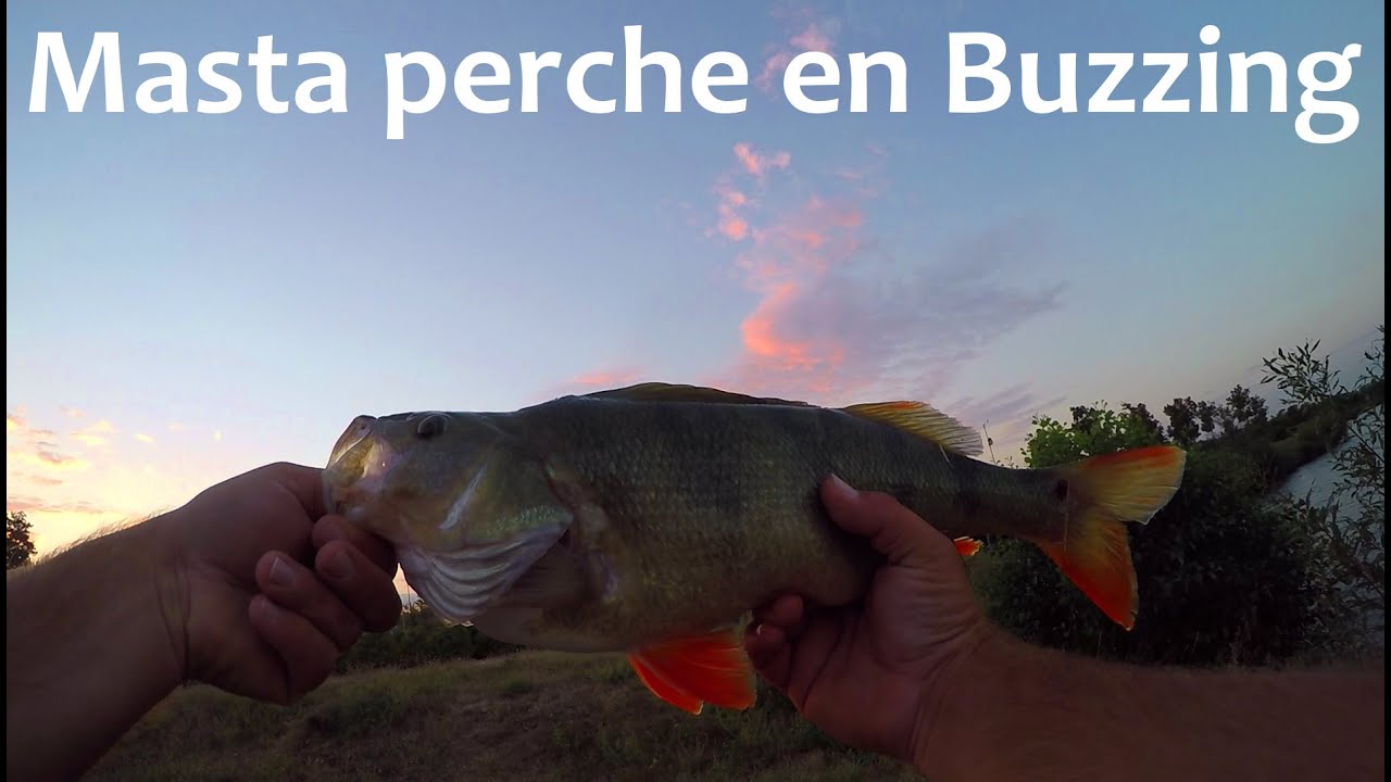 Grosses perches et Masta en Buzzing