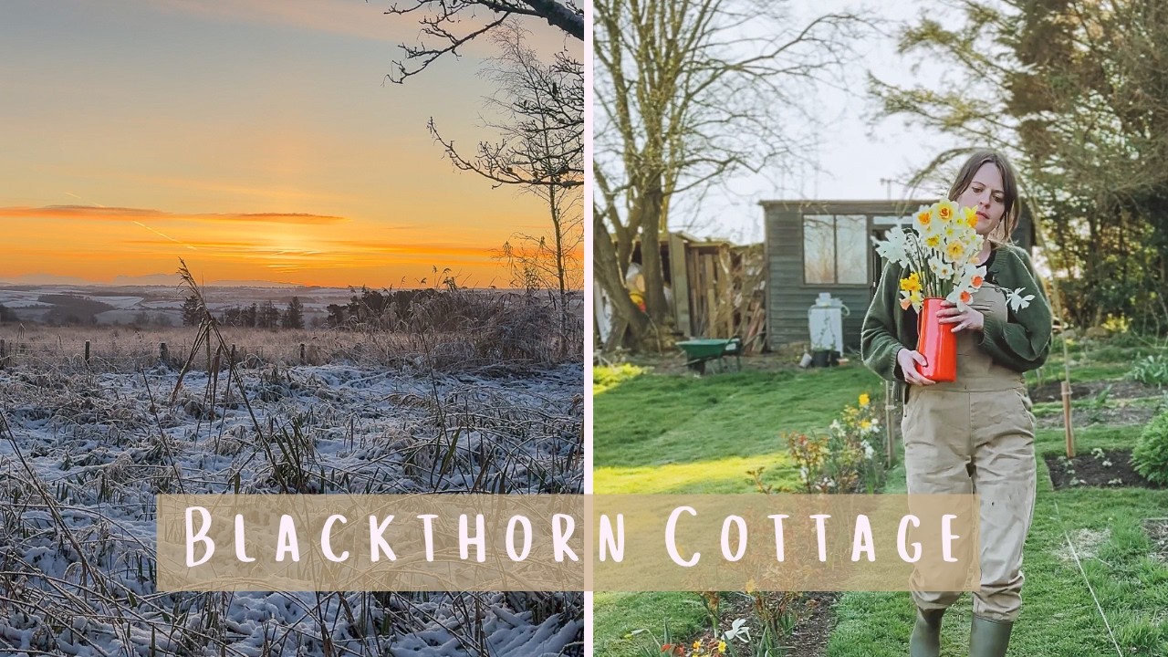 November at Blackthorn Cottage | Seasonal Arranging & Planting Narcissi Bulbs